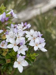 Veronica formosa