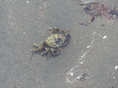 Hemigrapsus crenulatus