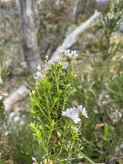 Veronica formosa