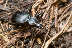 Scaphinotus interruptus