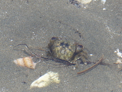 Hemigrapsus crenulatus