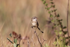 Alectrurus risora