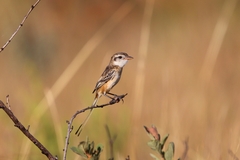 Alectrurus risora