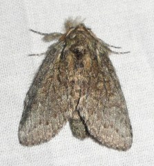 Cecrita biundata