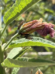 Aulacosternum nigrorubrum