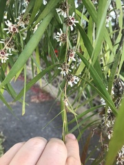 Agonis flexuosa