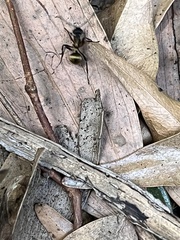Polyrhachis rufifemur