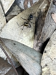 Polyrhachis rufifemur