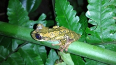 Osteocephalus festae