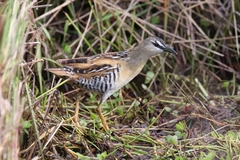 Hapalocrex flaviventer