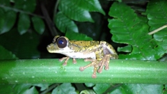 Osteocephalus festae