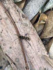 Polyrhachis rufifemur