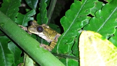 Osteocephalus festae