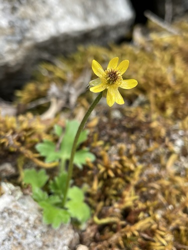 Image of Ranunculus scapigerus by (c) Matt Berger, some rights reserved (CC BY)