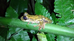 Osteocephalus festae