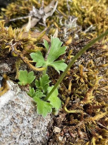 Image of Ranunculus scapigerus by (c) Matt Berger, some rights reserved (CC BY)