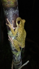 Osteocephalus festae