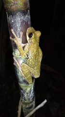 Osteocephalus festae