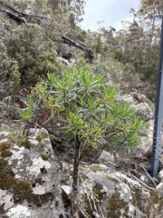 Centropappus brunonis