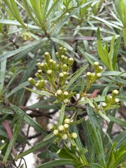 Centropappus brunonis