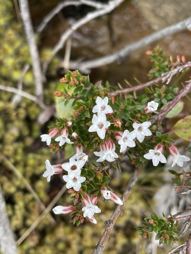 Image of Epacris serpyllifolia by (c) Matt Berger, some rights reserved (CC BY)