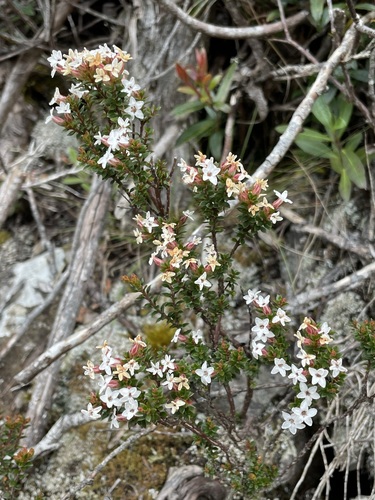 Image of Epacris serpyllifolia by (c) Matt Berger, some rights reserved (CC BY)