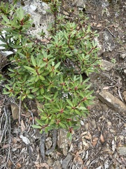 Tasmannia lanceolata