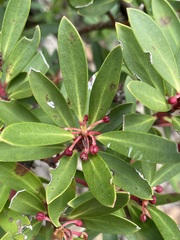 Tasmannia lanceolata
