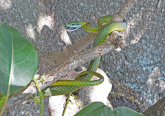 Leptophis ahaetulla marginatus