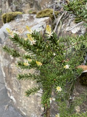 Orites revolutus