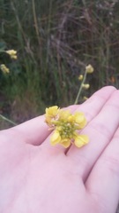 Brassiceae