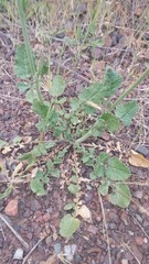 Brassiceae