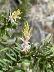 Orites revolutus