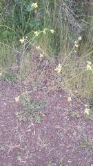 Brassiceae