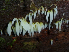 Mucronella fusiformis