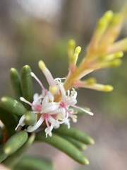 Orites revolutus
