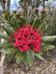 Telopea truncata