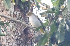 Nicator chloris