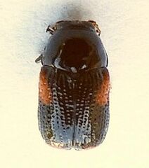 Cryptocephalus quadruplex