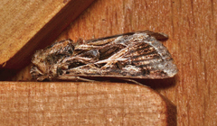 Spodoptera pulchella