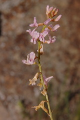 Astragalus flexuosus flexuosus
