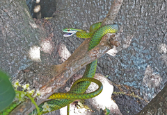 Leptophis ahaetulla marginatus