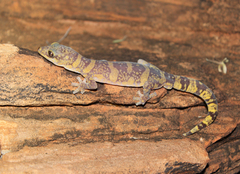 Oedura luritja