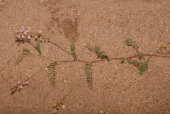 Astragalus flexuosus flexuosus