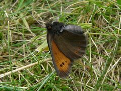 Erebia epiphron