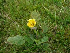 Geum montanum