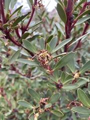 Tasmannia lanceolata
