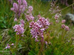 Erica spiculifolia