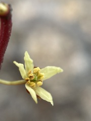 Tasmannia lanceolata