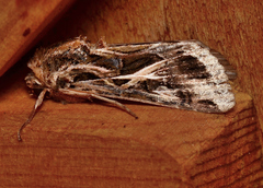 Spodoptera pulchella